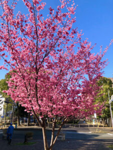 早咲きの「オカメザクラ」の写真