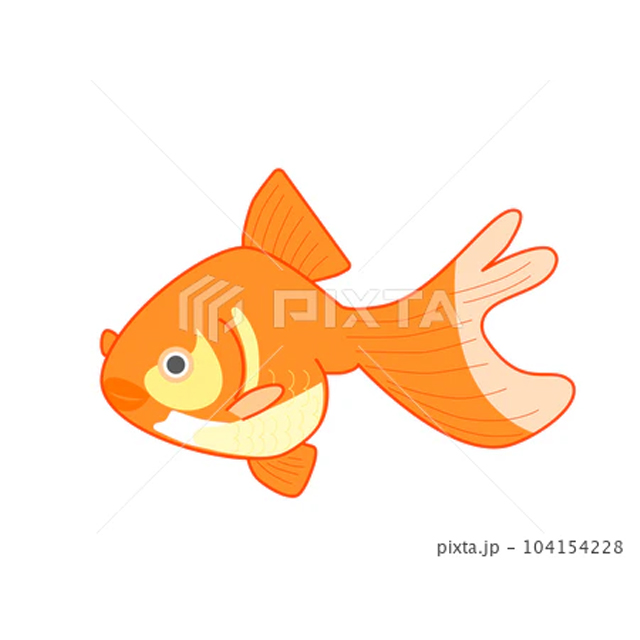 金魚(オレンジ)