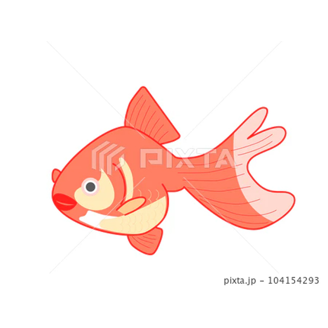 金魚(赤)
