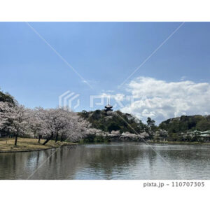 三渓園の池から見た三重塔と桜