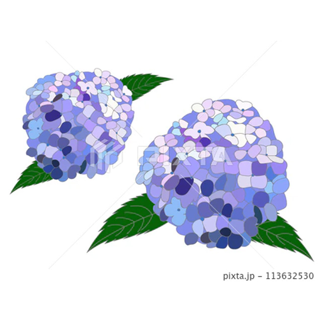 梅雨に咲く青い紫陽花のイラスト