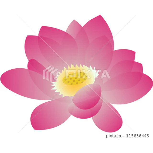 蓮の花のイラスト