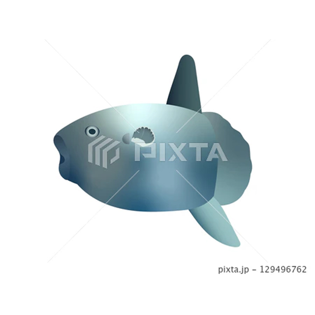 泳ぐマンボウのイラスト